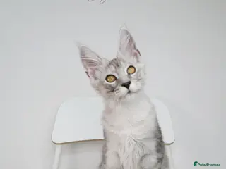Maine Coon cats Beautiful Maine Coon kittens - Advert 1