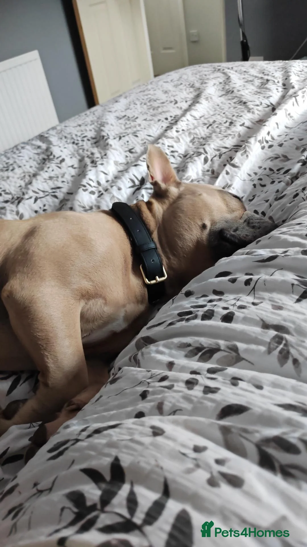 American Bully dogs for sale: Dozer - 1 year Pocket Bully in Loughborough - Advert 2