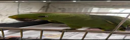 Parrots birds for sale: Baby hand reared Amazon parrot  - Advert 1