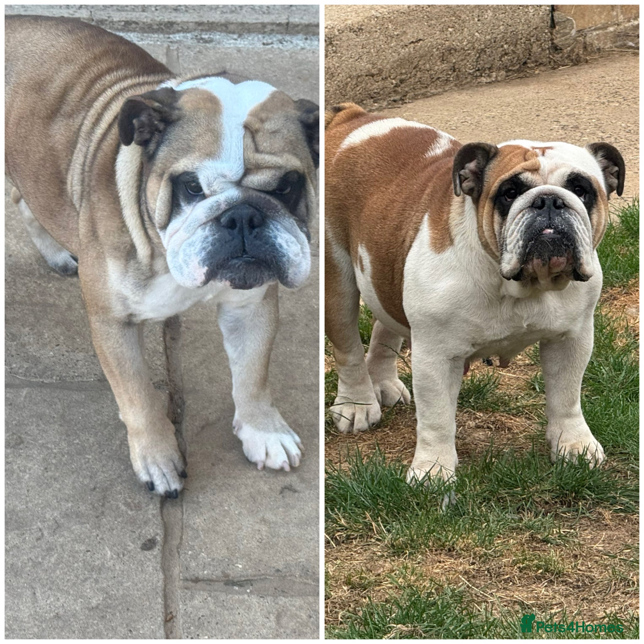 English Bulldog dogs 2 Kc Female’s available  - Advert 1