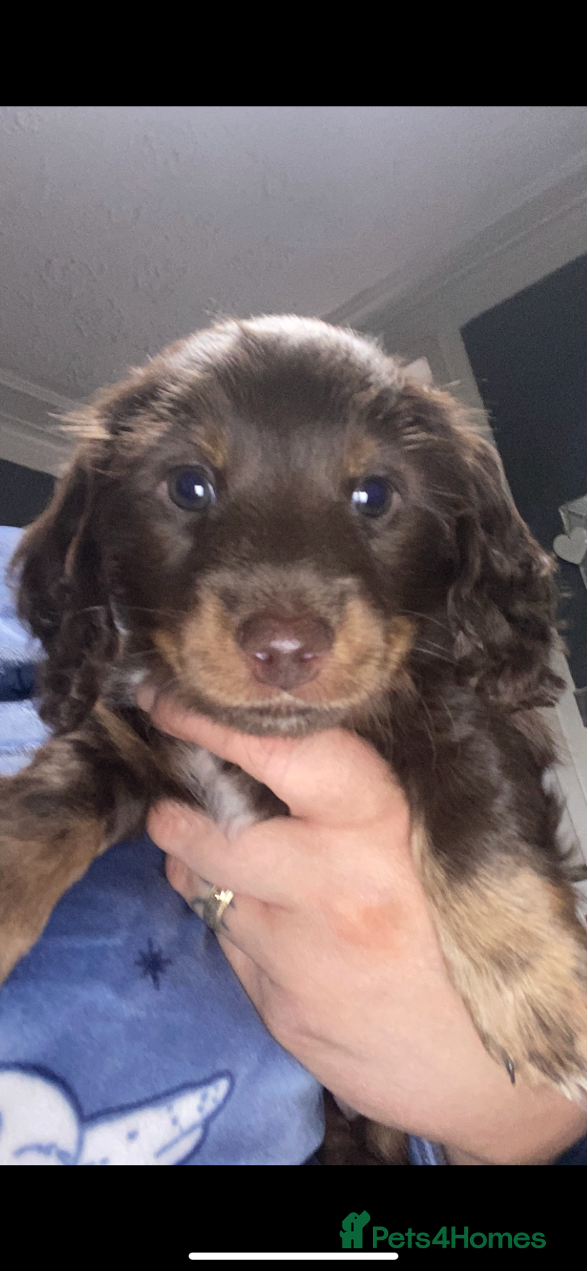 Miniature Dachshund dogs Stunning kc reg long haired mini dachshund pups  - Advert 5