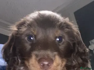 Miniature Dachshund dogs Stunning kc reg long haired mini dachshund pups - Advert 8