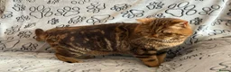 British Shorthair cats for sale: Reserved Chocolate tabby British shorthair male - Advert 4