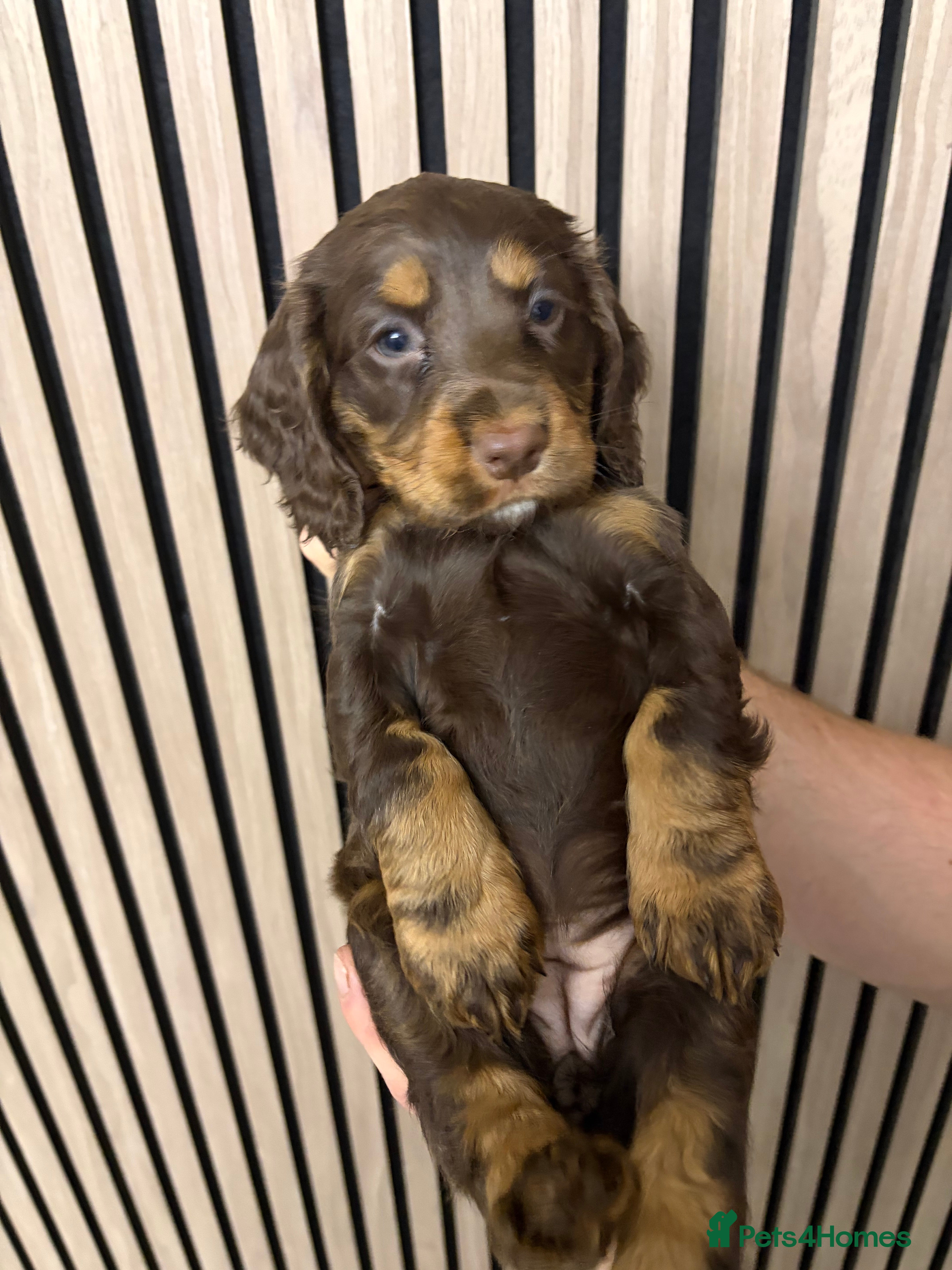 Cocker Spaniel dogs Beautiful working cocker spaniel pups  - Advert 4