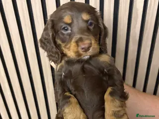 Cocker Spaniel dogs Beautiful working cocker spaniel pups - Advert 4