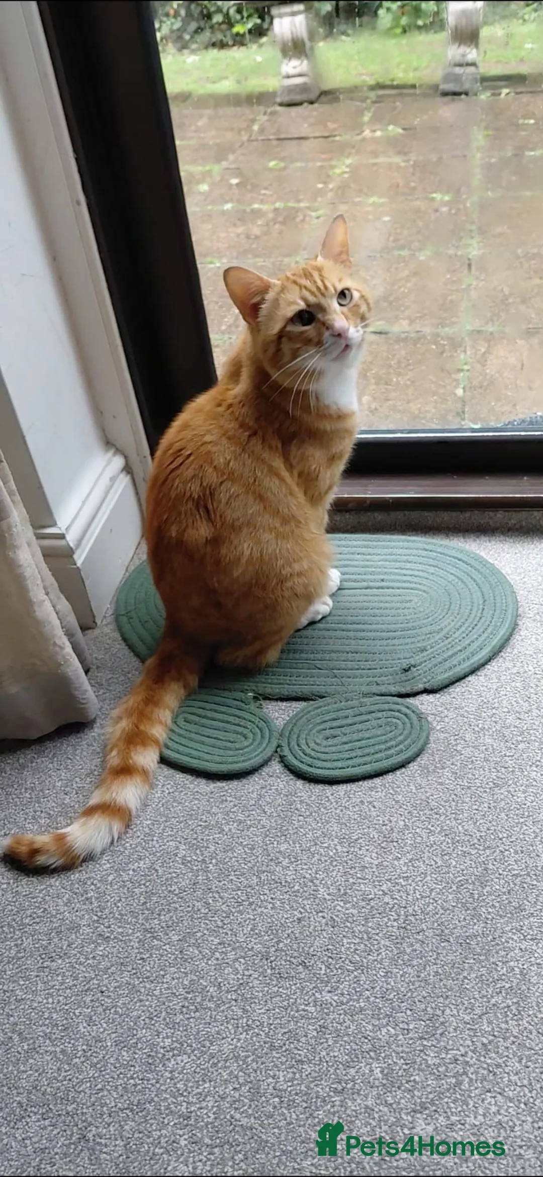 Bengal cats for sale: Looking for a Loving Forever Home  - Advert 22