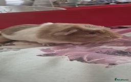 Guinea Pig rodents for sale: Male Guinea pigs - Image 1