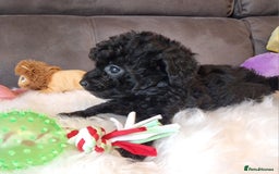 Cockapoo dogs for sale: Best Friend Sofa Companions 🥰 Fully vaccinated  - Image 36