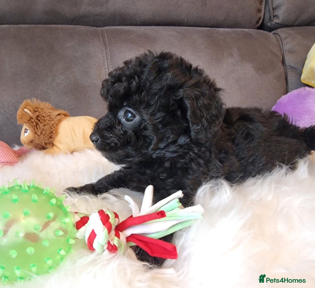 Cockapoo dogs for sale: Best Friend Sofa Companions 🥰 Fully vaccinated  - Image 36