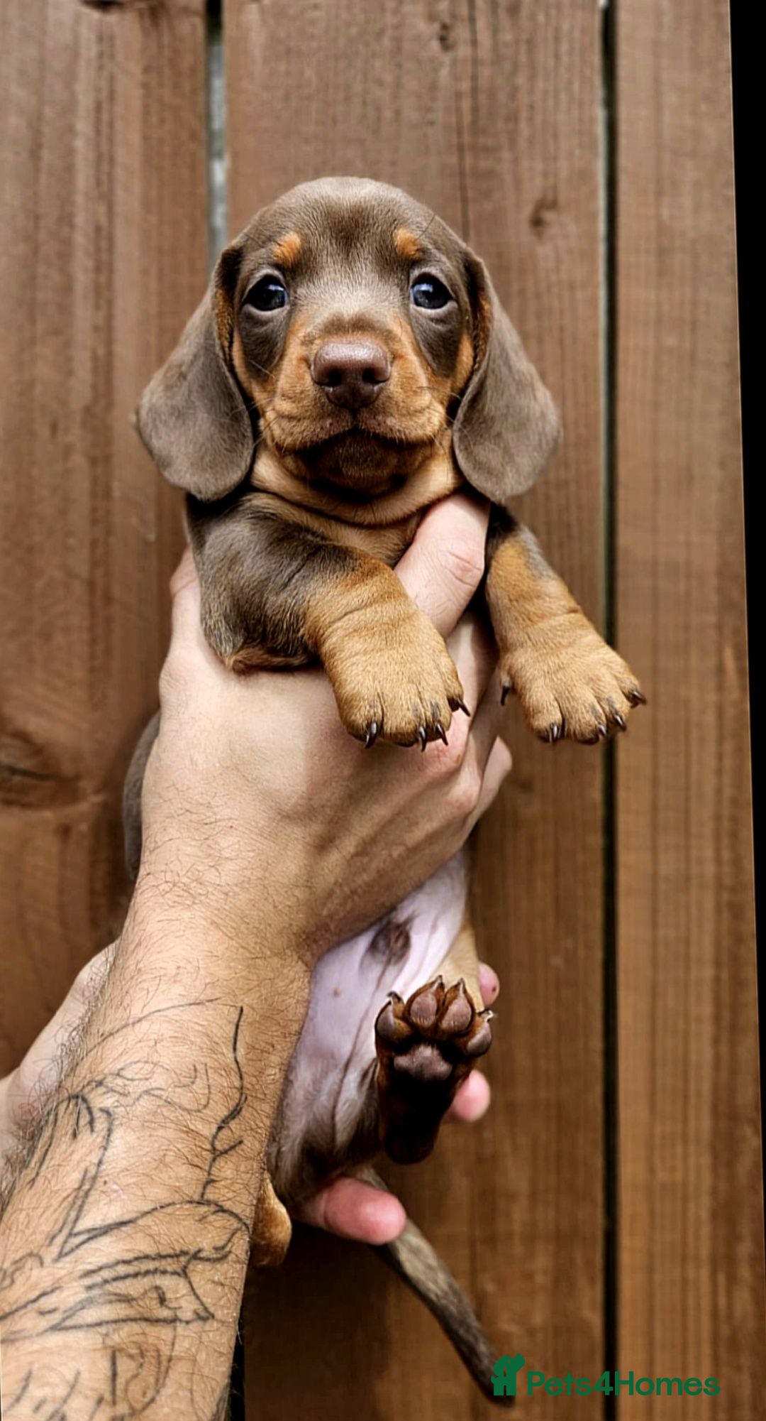 Miniature Dachshund dogs KC reg miniature dachshund pups * READY TO VIEW*  - Advert 3