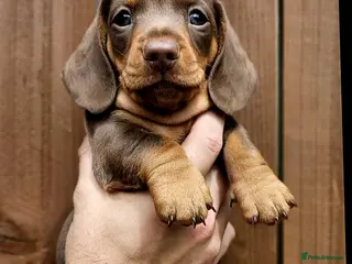 Miniature Dachshund dogs KC reg miniature dachshund pups * READY TO VIEW* - Advert 3