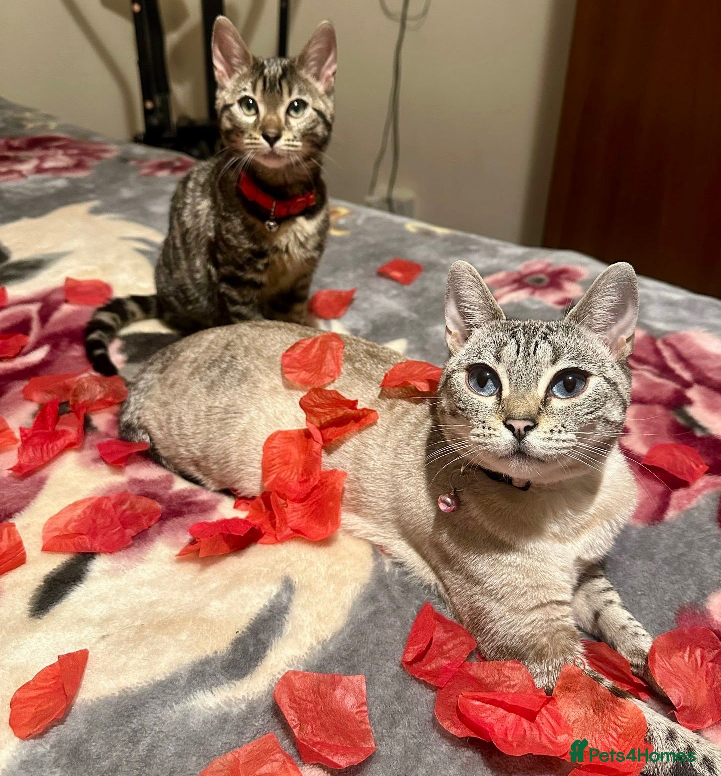 Bengal cats Stunning GCCF Registered Tabby Bengal - Advert 1