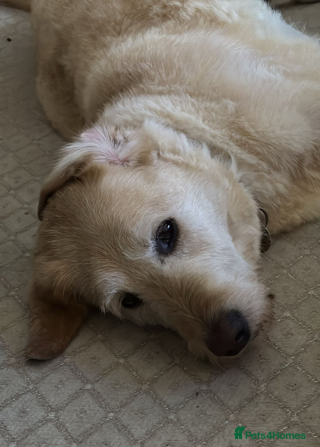 Mixed Breed dogs for sale: Harry - available for adoption  - Image 6