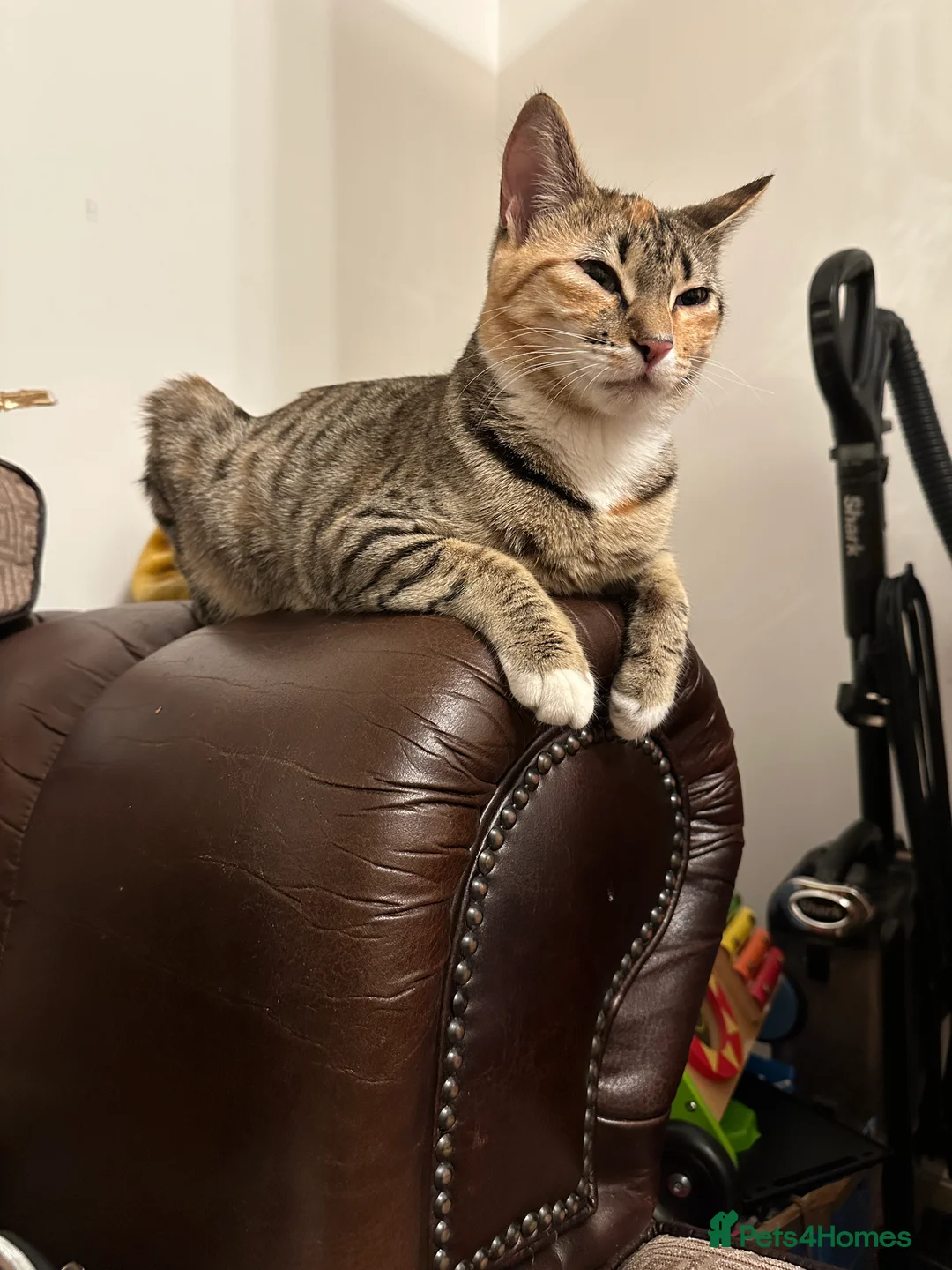 Mixed Breed cats for sale: Mixed breed (Bengal/Mainecoon/tabby) - Advert 5
