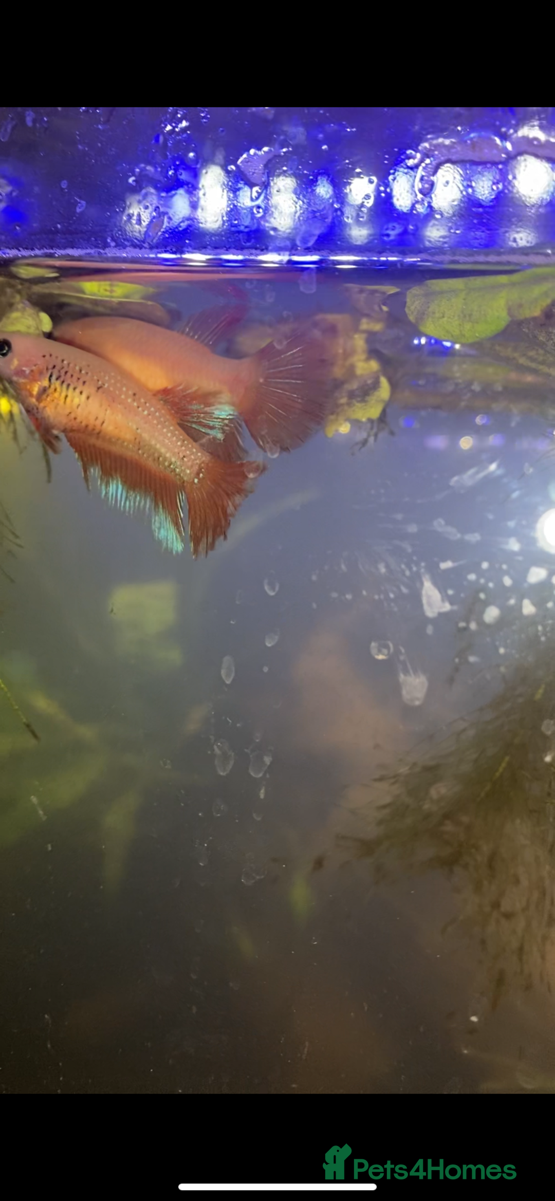 Bettas fish for sale: 2 tanks + fish - Image 6