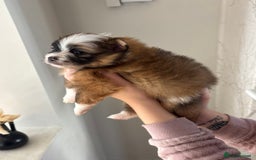 Pomeranian dogs for sale: Pomeranian puppies  - Image 8