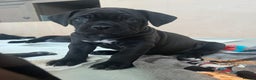 Cane Corso dogs for sale: Yuki X Aries Russian Champ Bloodline Puppies - Advert 6