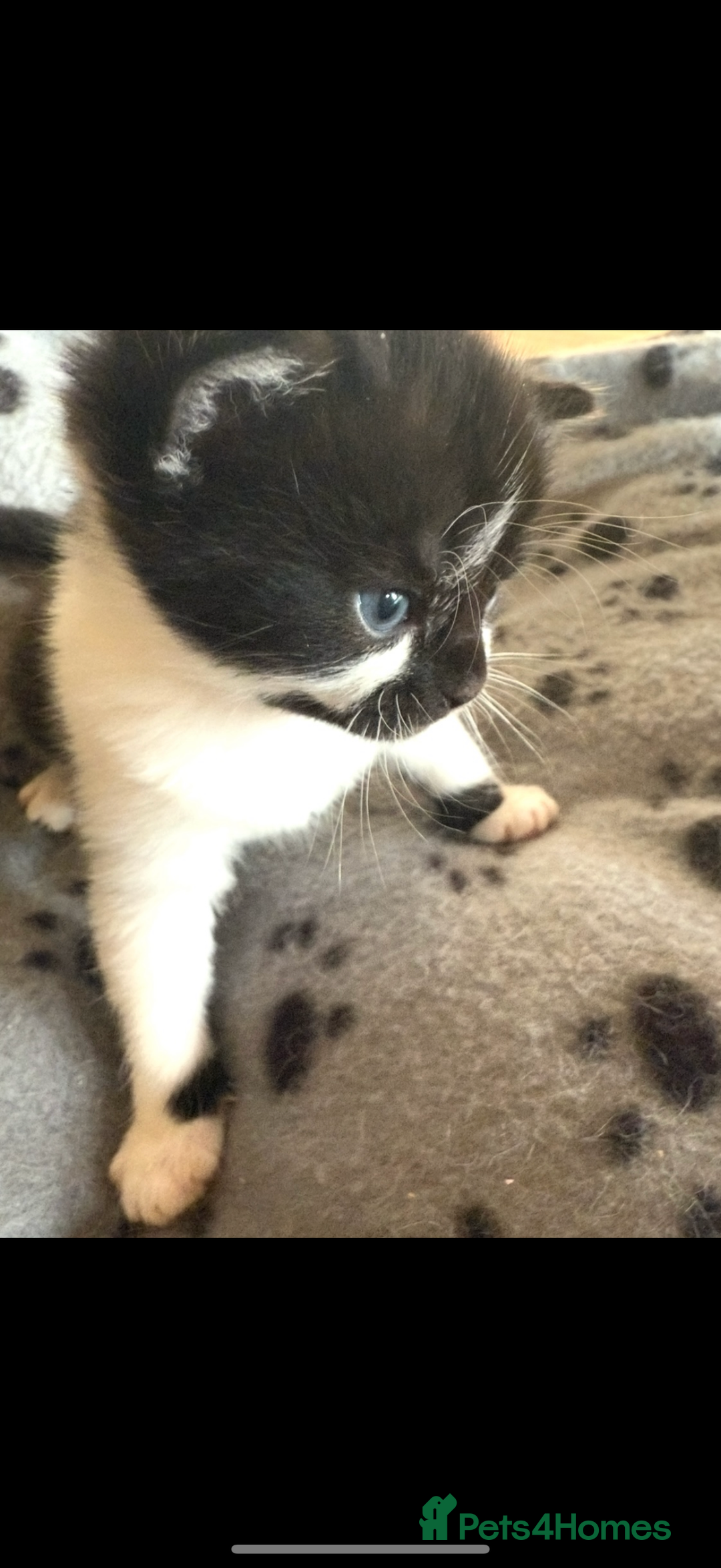 British Shorthair cats for sale: Black magical kittens - Advert 7