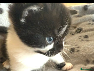 British Shorthair cats Magical kittens - Advert 19