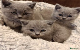 British Shorthair cats for sale: Blue British shorthairs kittens with GCCFpedigree - Image 2