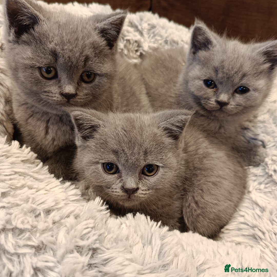 British Shorthair cats for sale: Blue British shorthairs kittens with GCCFpedigree - Image 2