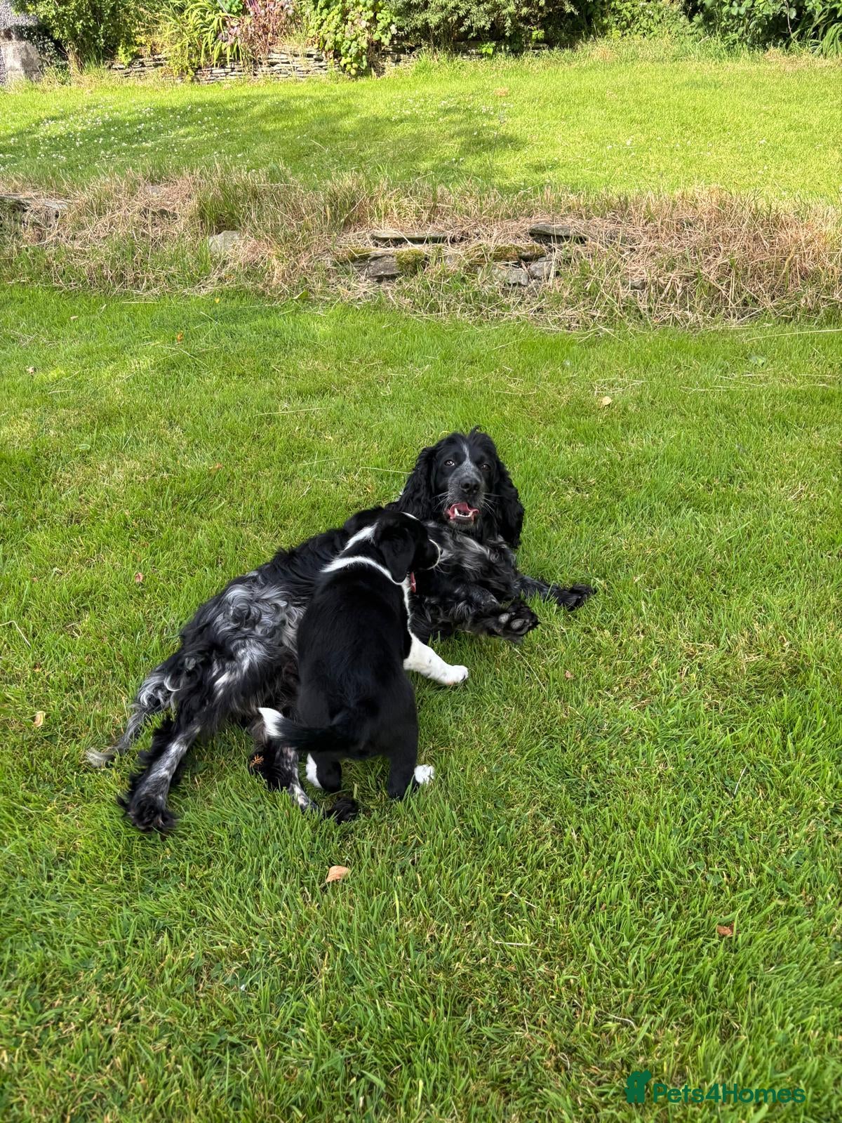 Mixed Breed dogs Cocker x Collie Pup - Advert 1