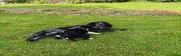 Mixed Breed dogs for sale: Cocker x Collie Pup in Llandovery - Advert 1