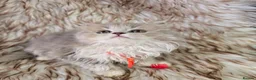 British Shorthair cats for sale: Ready now 2x Kittens Avaliable  - Advert 11