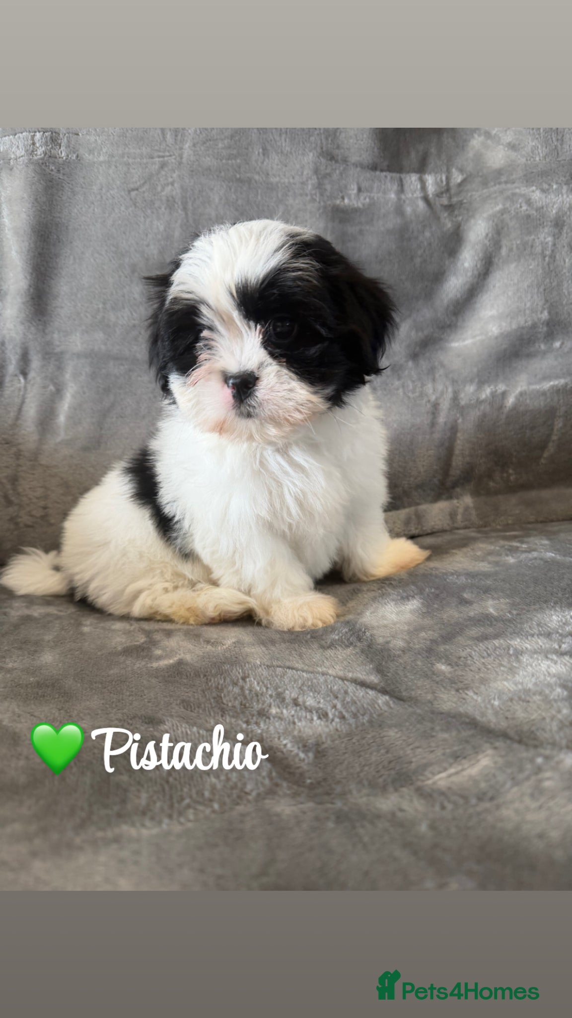 Lhasa Apso dogs 🐾Lhasa apso’s Ready Now 🐾 - Advert 1