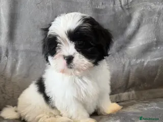 Lhasa Apso dogs 🐾Lhasa apso’s Ready Now 🐾 - Advert 1