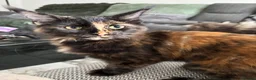 Maine Coon cats for sale: 2 girls remaining, stunning colours - Advert 3