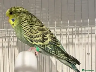 Budgerigars birds Baby budgies - Advert 9