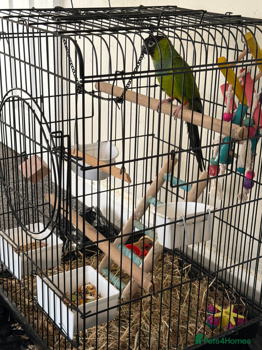 Parrots birds for sale: Green Conure with Cage  - Advert 2