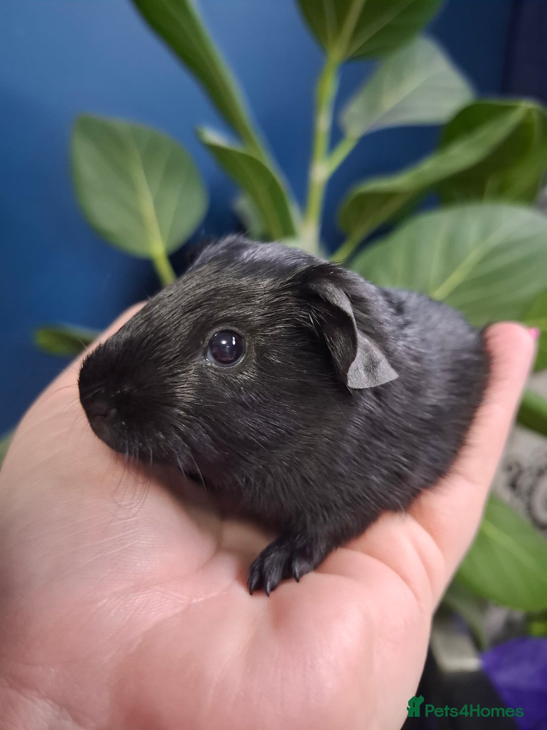 Guinea Pig rodents for sale: Beautiful Baby Guinea Pigs - Image 4
