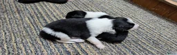 Border Collie dogs for sale: Collie pups from working strain in Tain - Advert 8