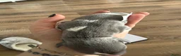 Whippet dogs for sale: Stunning Whippet puppies  - Advert 3