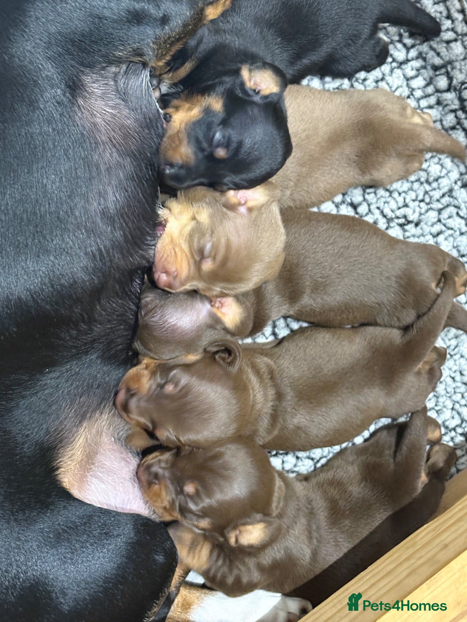 Miniature Dachshund dogs 2 week old  - Advert 9