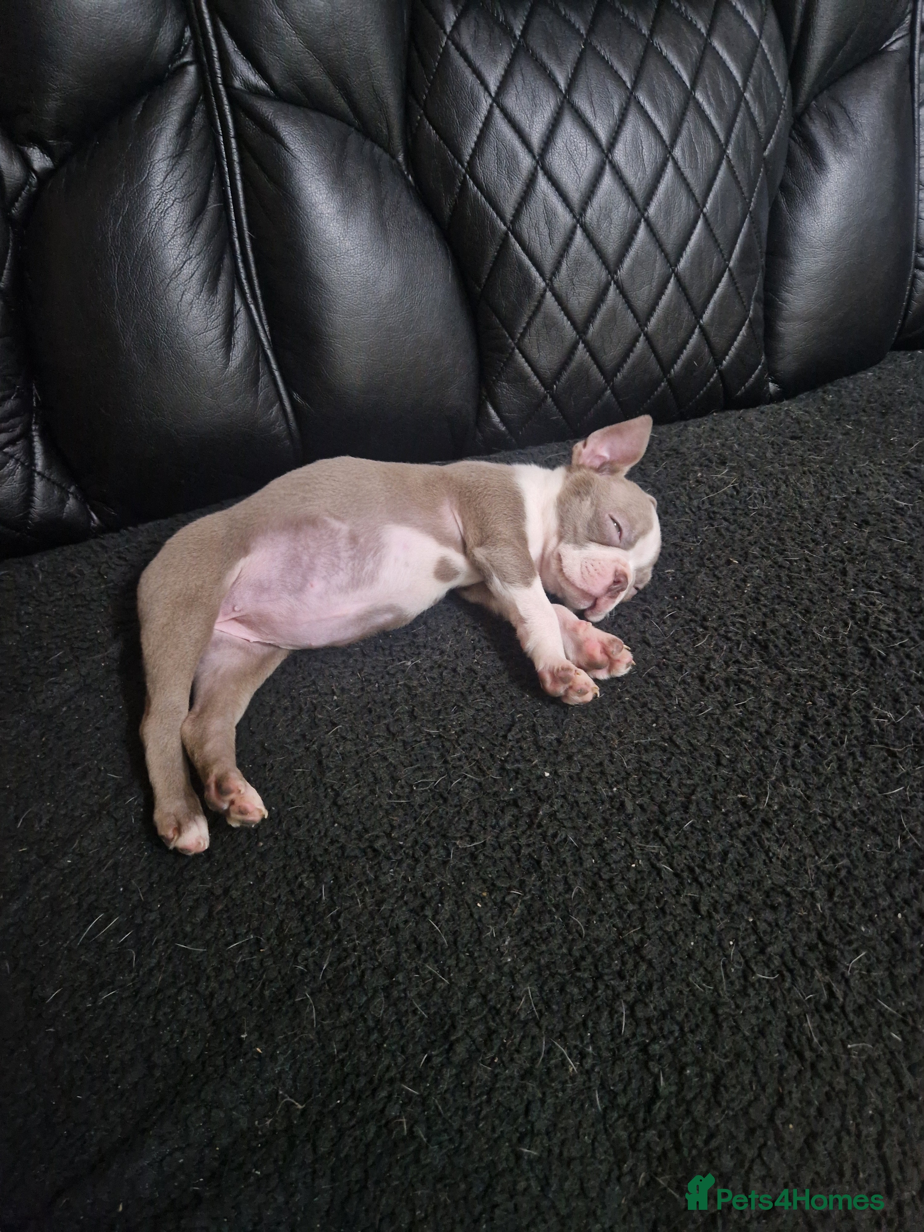 Boston Terrier dogs Stunning KC Champagne boston bitch for sale  - Advert 1