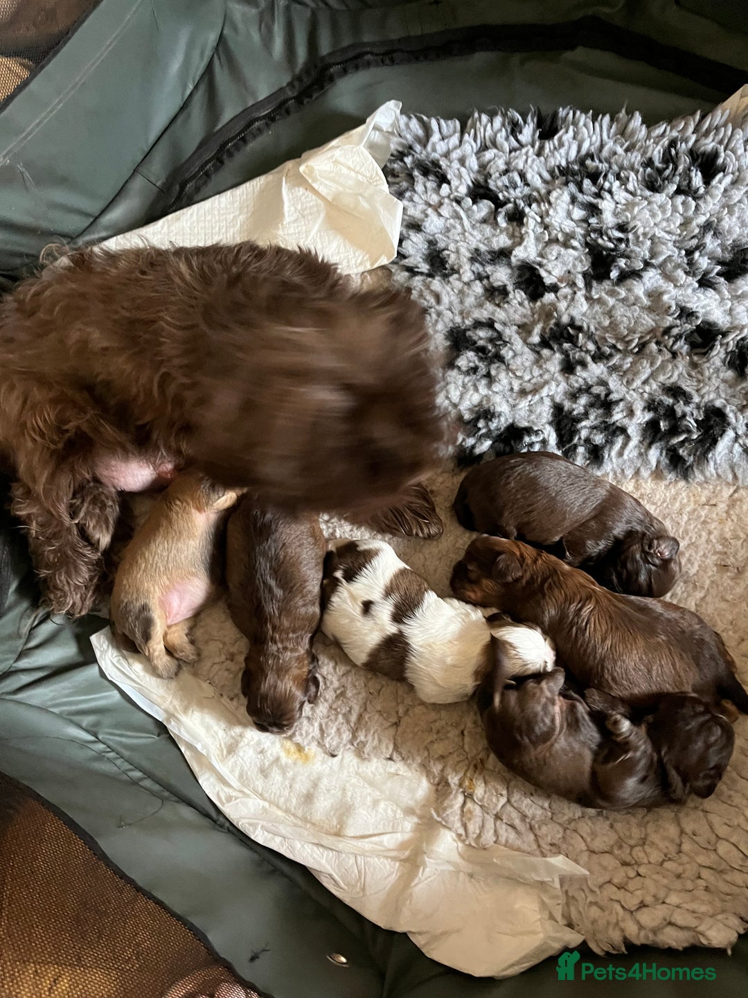 Shih Tzu dogs for sale: Adorable Shih Tzu puppies  - Image 14