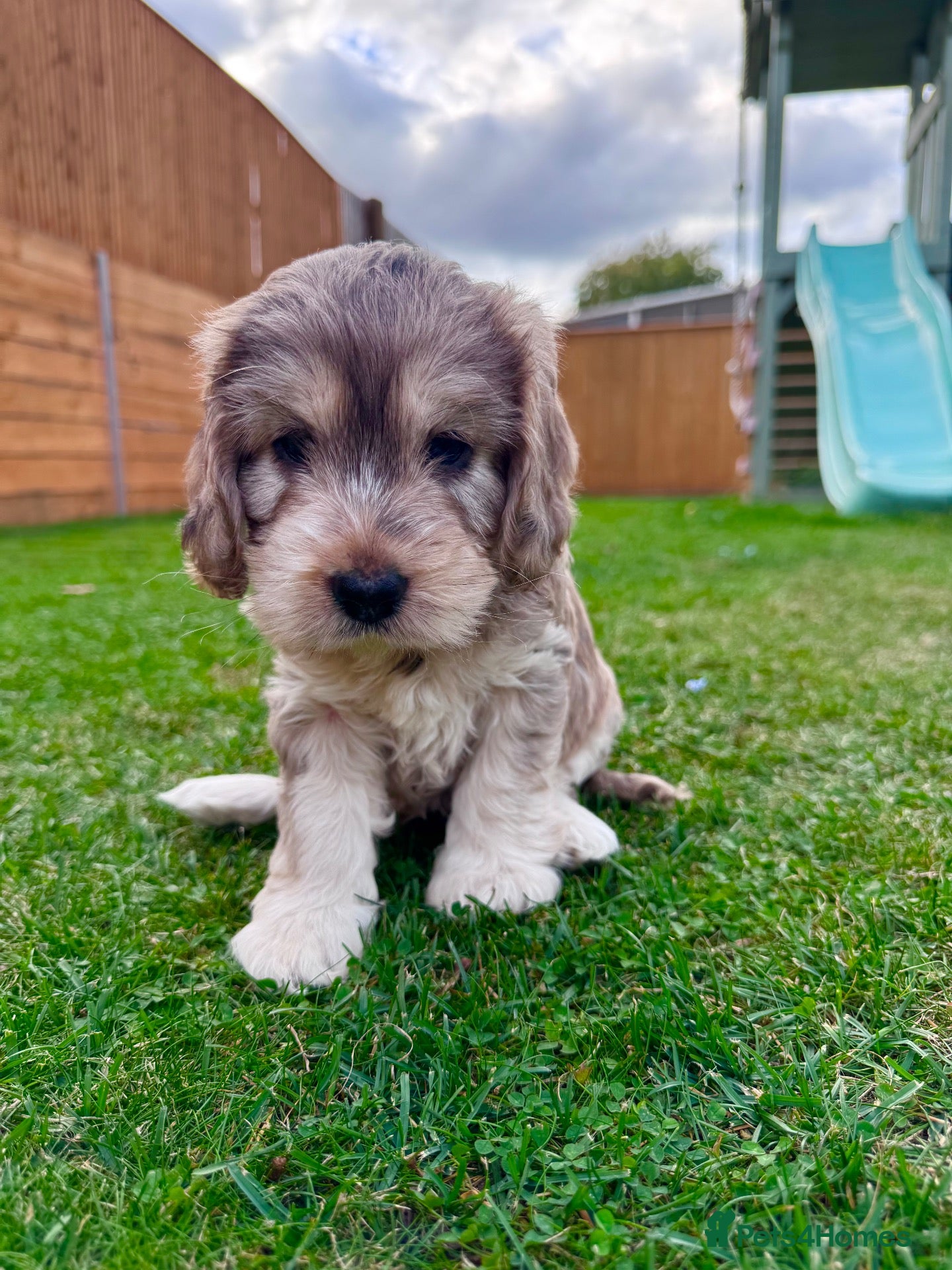 Mixed Breed dogs Beautiful Schnoodle Babies 🐾🐾🐾 - Advert 1