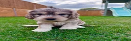 Mixed Breed dogs for sale: Beautiful Schnoodle Babies 🐾🐾🐾 - Advert 1