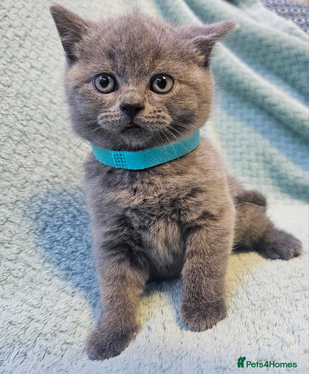 British Shorthair cats for sale: British Shorthair ready for a Lifetime of Love - Advert 2