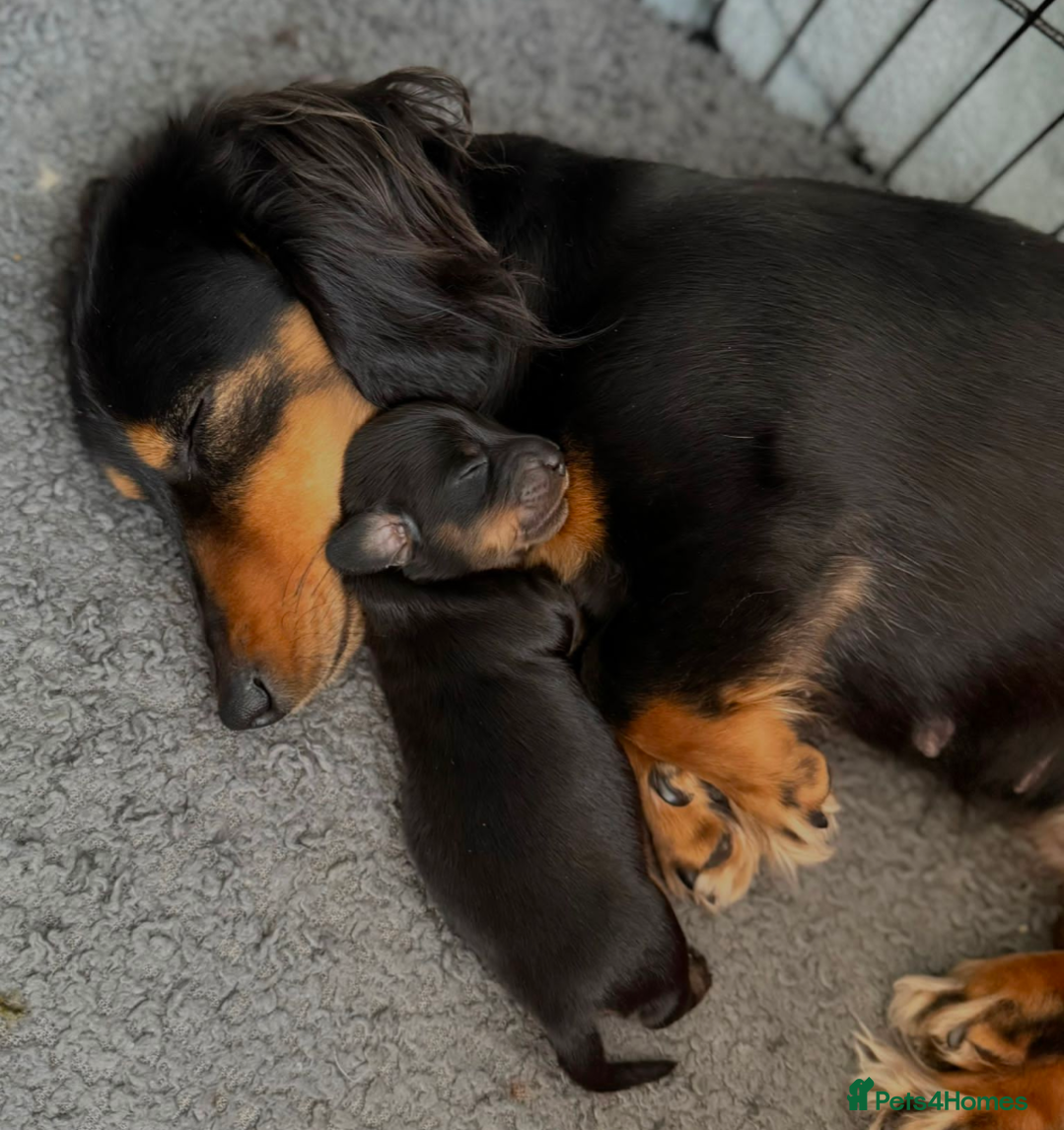 Miniature Dachshund dogs Long haired miniature dachshund  - Advert 2
