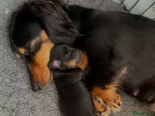 Miniature Dachshund dogs Long haired miniature dachshund - Advert 2