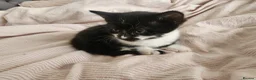 Mixed Breed cats for sale: 2 new born kittens in Enfield - Advert 9