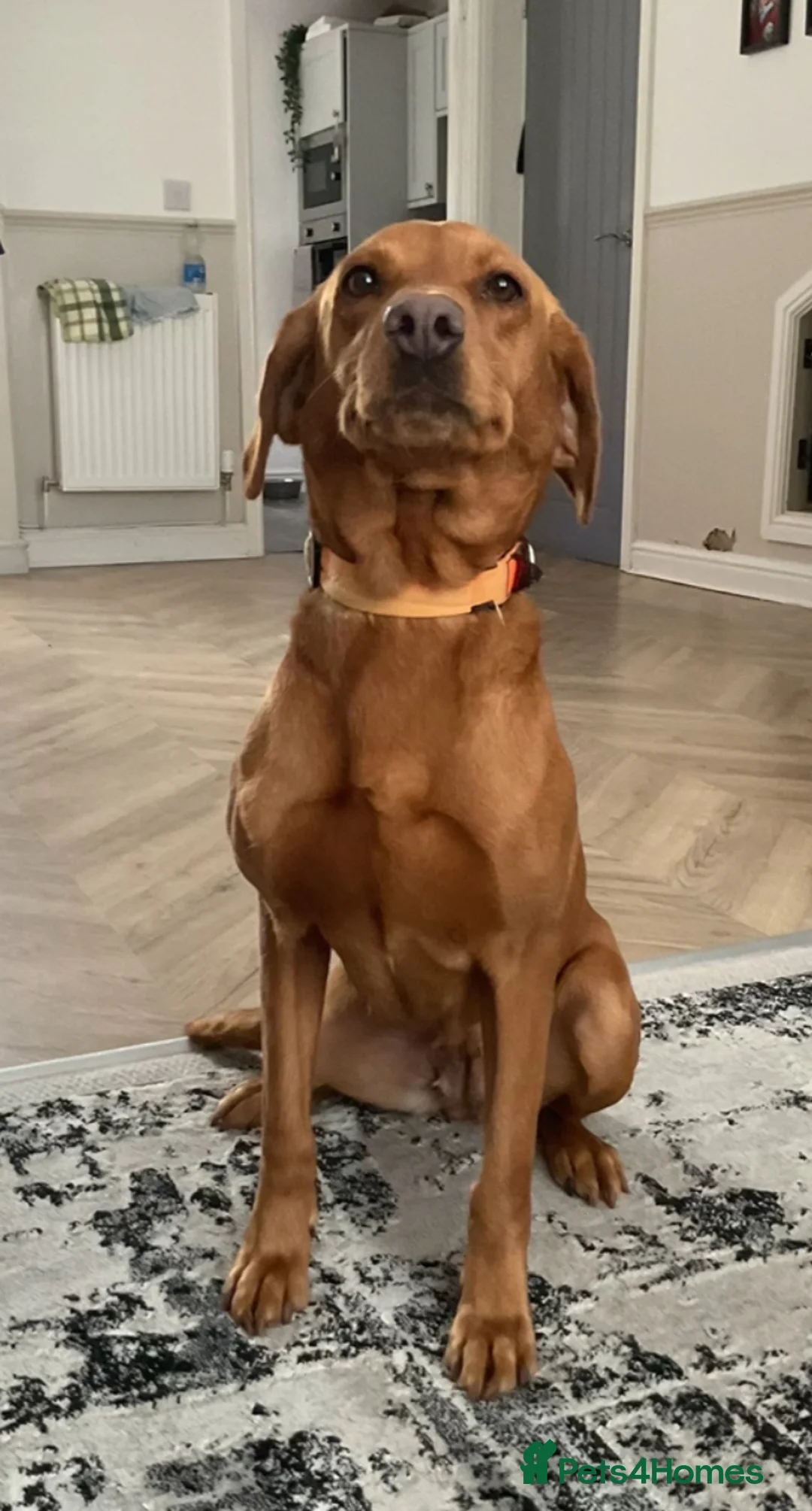 Labrador Retriever dogs for sale: Beautiful KC registered Labrador puppies in Blackwood - Advert 1