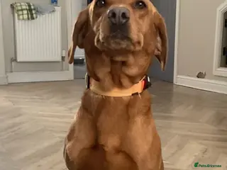 Labrador Retriever dogs Beautiful KC registered Labrador puppies - Advert 4