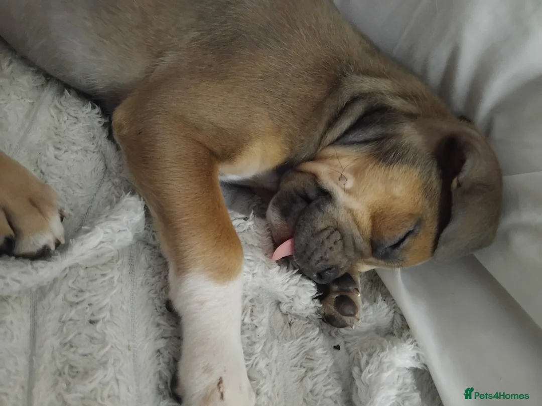 Mixed Breed dogs for sale: Beautiful lilac puppy - Advert 8