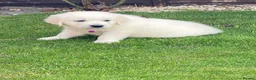 Golden Retriever dogs for sale: Kc golden retrievers  - Advert 25