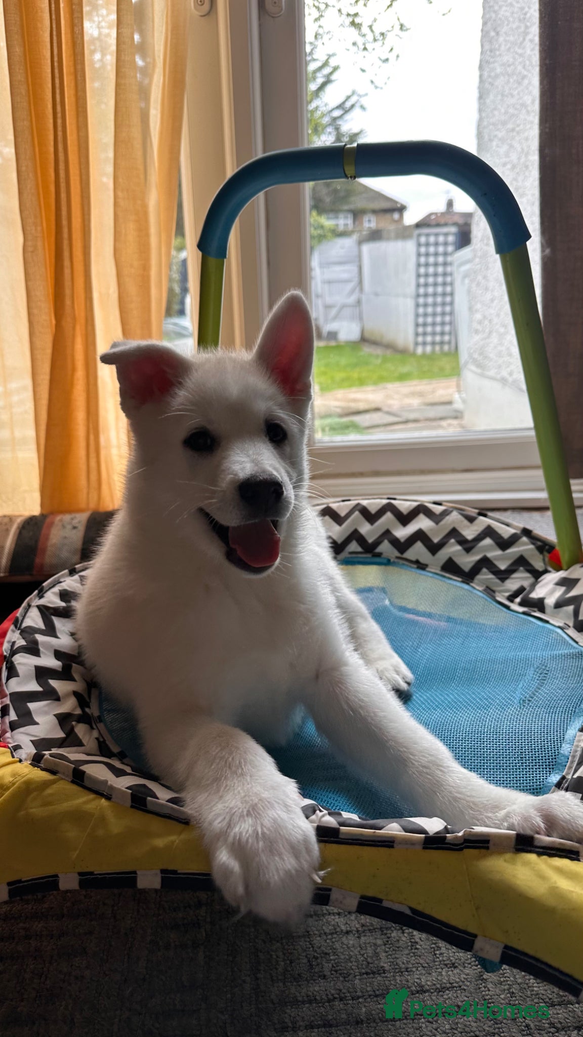 Pomsky dogs 3 Adorable Pomsky Puppies  - Advert 2